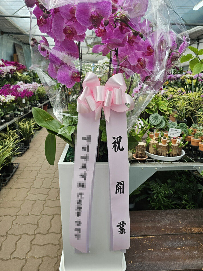 서양난 화분