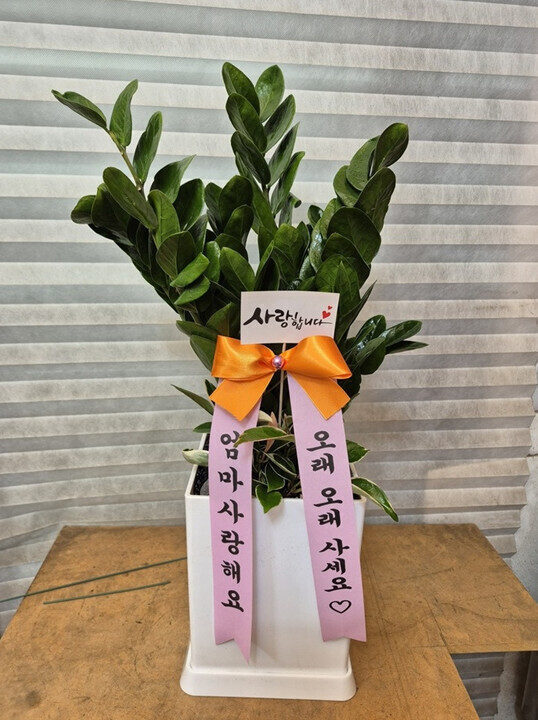 금전수