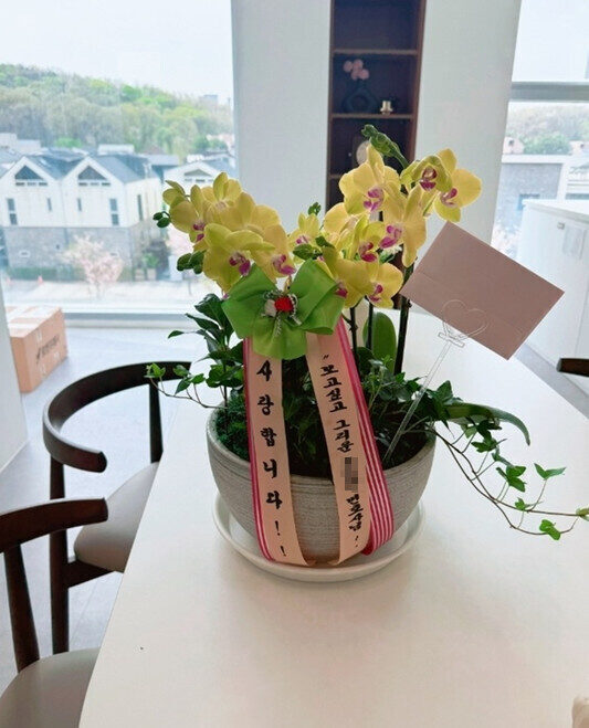 호접란