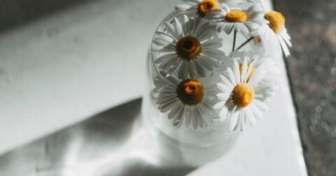 꽃다발 오래가게 하는 물 관리법, 화병 높이·물 온도·가지치기까지 집에서 바로 해볼 7단계